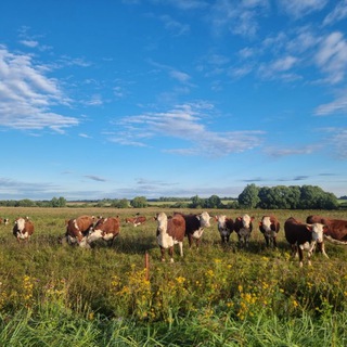 andreidavydovdikfarmgereford