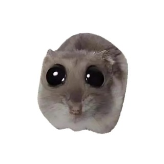 notsadhamsters