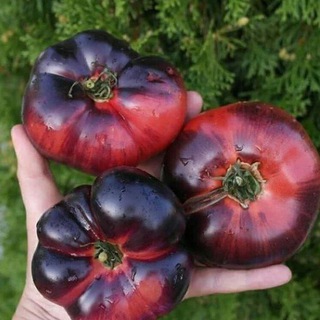 pomidoromama3