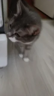 Кот Масяня