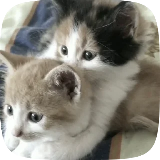 Caat 2.0