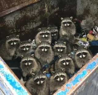 еноти