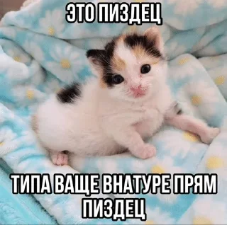 матные котеке