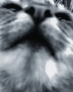 meowkx