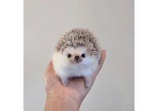 ✨Hedgehogs✨(◍•ᴗ•◍)✧*。