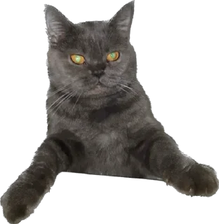 Pussy rules
