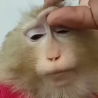 Еще стикеры - @The_Packo
